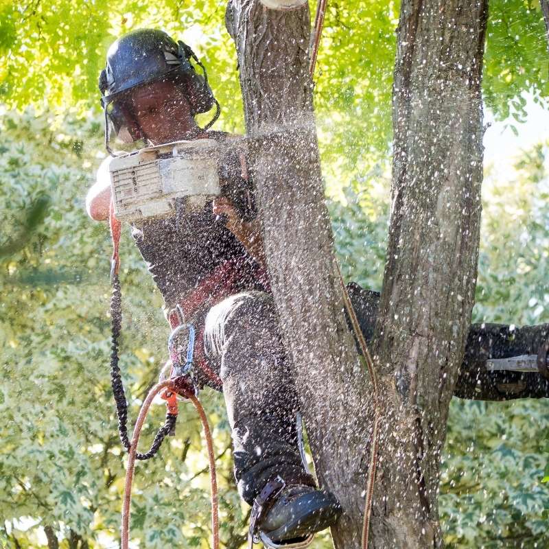 tree trimming image 1