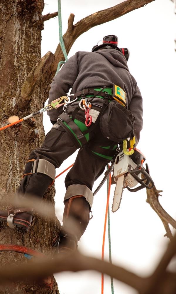 certified arborist image 2
