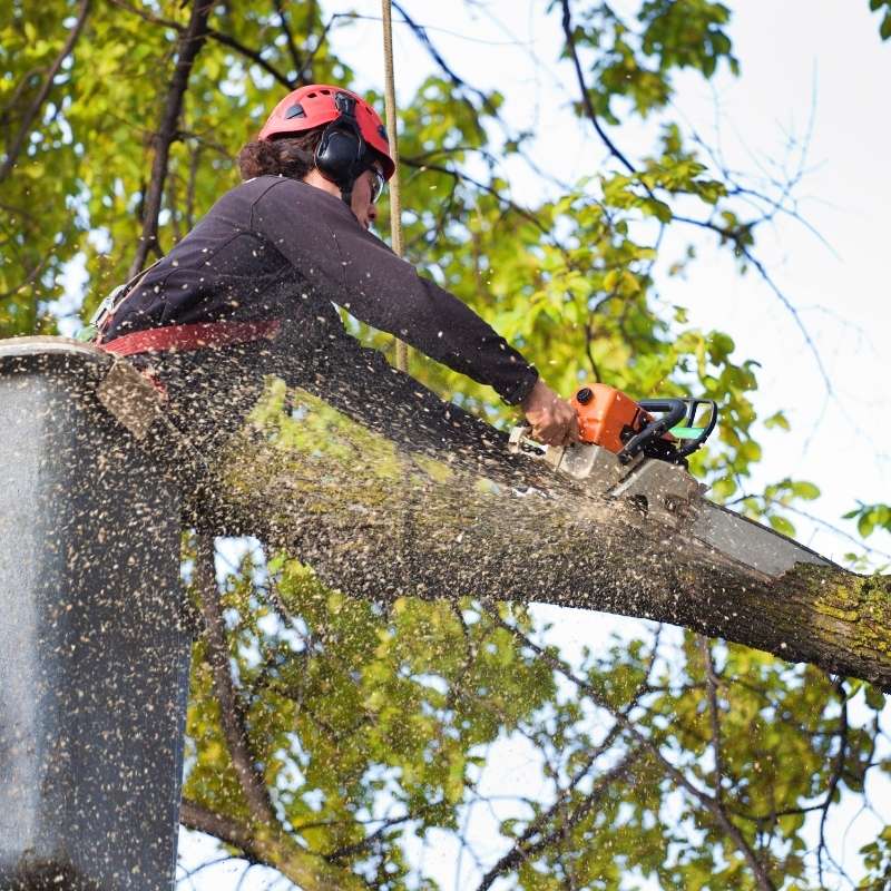 certified arborist image