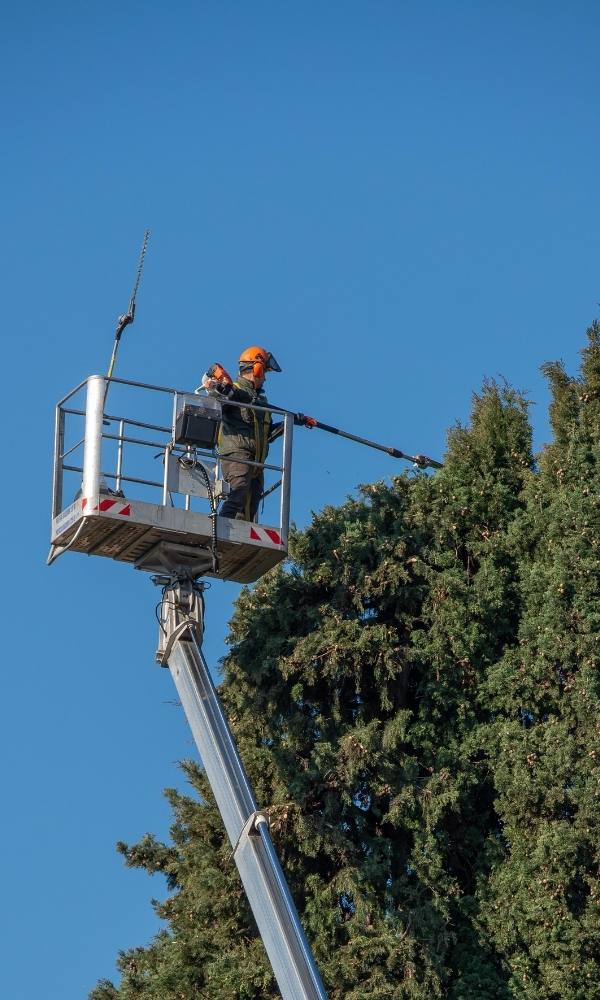 tree pruning image