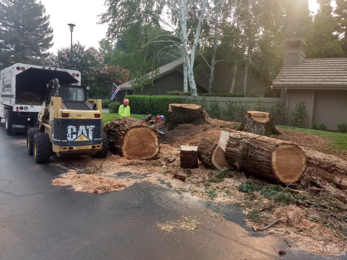 Tree Care Tree Pruning & Tree/Stump Removal Tree Care Incorporated