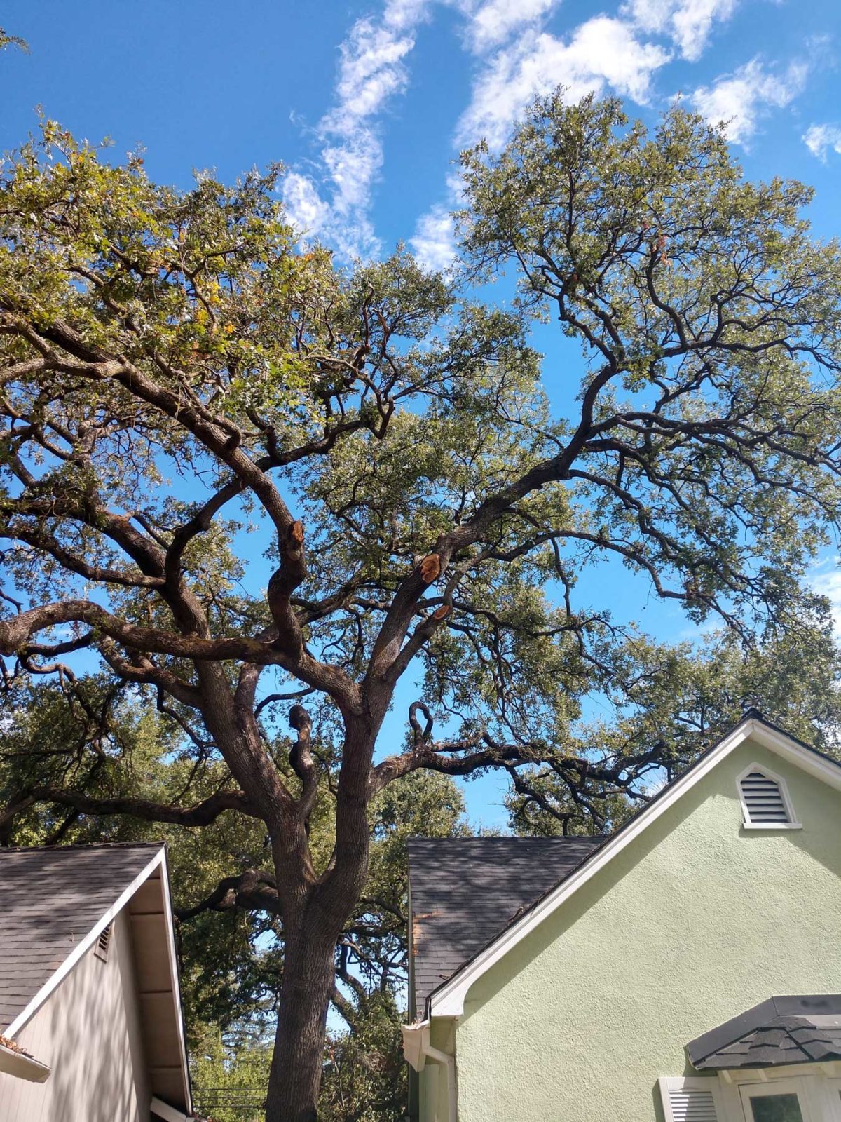 Professional Tree Trimming in Sacramento & Roseville, CA Tree Care