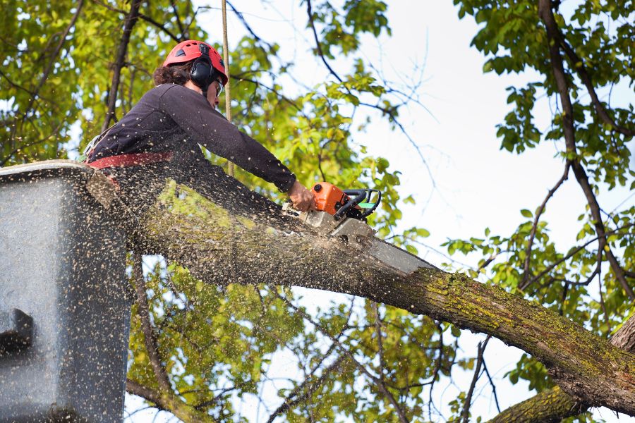 Tree Trimming Before Storms: Damage Prevention, Instead of Damage Control
